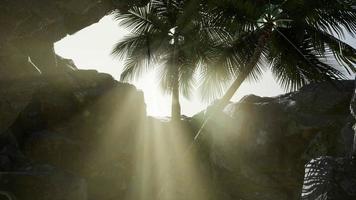 gros palmiers dans une grotte en pierre avec des rayons de soleil video