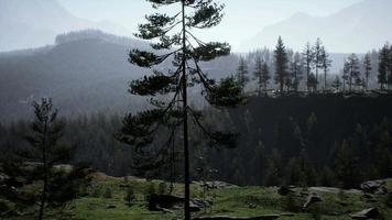 Misty foggy mountain landscape with fir forest video