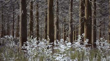 bosque de coníferas iluminado por el sol de la mañana de invierno video