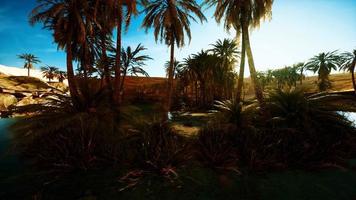 Palm Trees in Sahara Desert video