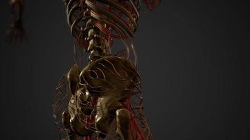 anatomia dei vasi sanguigni del corpo umano video