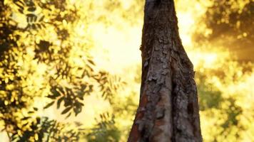 Foggy forest in early morning video