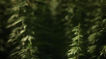 bosquets de plantes de marijuana sur le terrain video