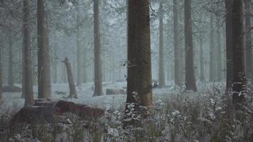 winter pine forest with fog in the background