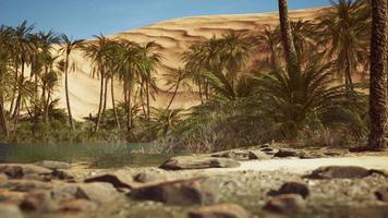 Green oasis with pond in Sahara desert video