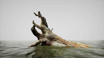 dead oak tree in the Atlantic Ocean water video