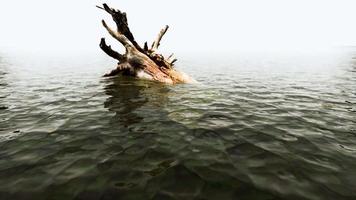 isolerade döda träd i vattnet på stranden i svart och vitt, ensamhet. video