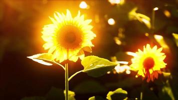 many bright yellow big sunflowers in plantation fields on evening sunset video