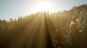 8 000 rayons de soleil se frayent un chemin à travers les branches video