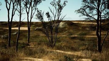 espace naturel avec un arbre graminées et sable nu video