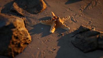 étoile de mer sur la plage de sable au coucher du soleil video
