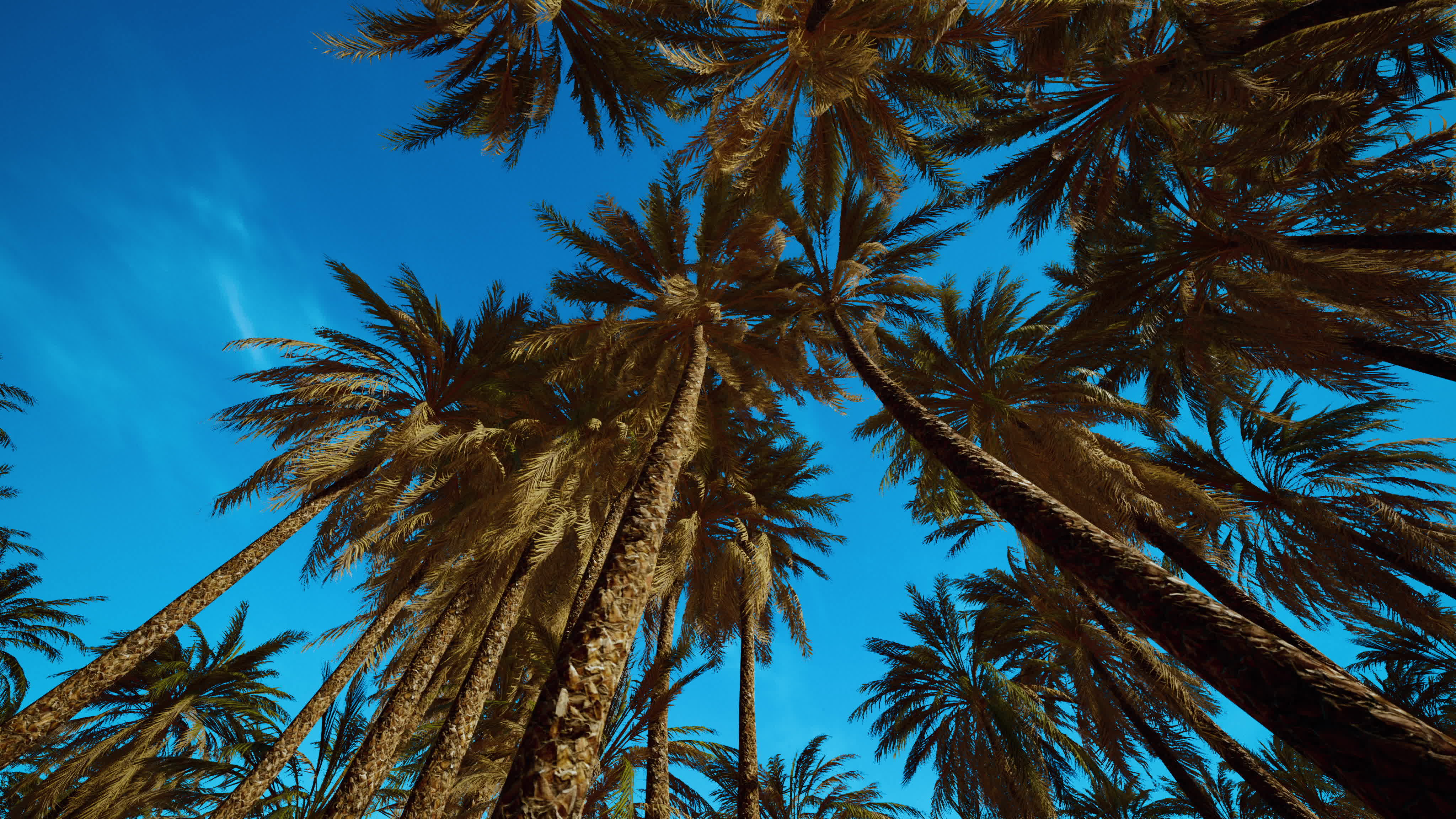 palms at blue sky background 6130709 Stock Video at Vecteezy