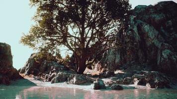 green tropical tree growing lonely on a greek stone cliff by the sea video