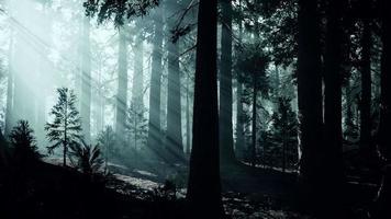 tronc d'arbre noir dans une forêt de pins sombres video