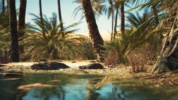 Green oasis with pond in Sahara desert video