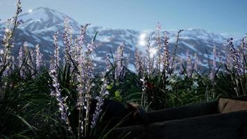 Lavender field with blue sky and mountain cover with snow video