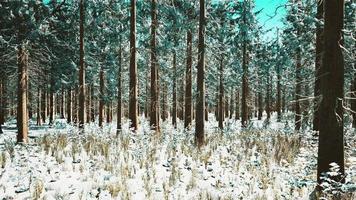landscape snow trees dense forest in winter video
