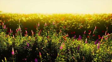 belle prairie d'été avec des fleurs sauvages dans l'herbe contre l'aube du matin