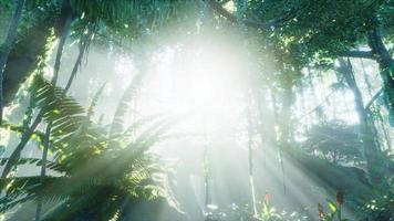 green tropical forest with ray of light video