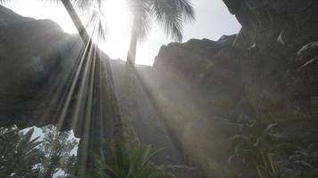 Big Palms in Stone Cave with Rays of Sunlight video