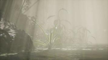 Sonne scheint durch Bäume und Nebel in einem tropischen Fluss video