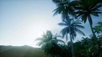 berg- en veldlandschap met palmen video