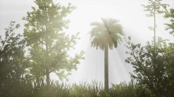 palmeiras tropicais e grama em dia ensolarado video
