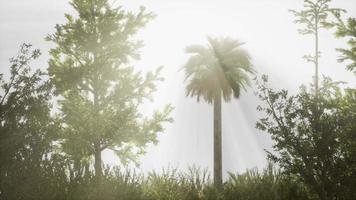 palmeras tropicales y hierba en un día soleado video