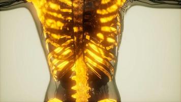 human skeleton bones scan glowing video