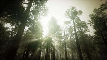 Redwood Forest Foggy Sunset Scenery video