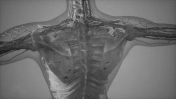 Human Body with Visible Skeletal Bones video