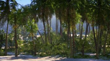 playa tropical con arena blanca, agua turquesa y palmeras