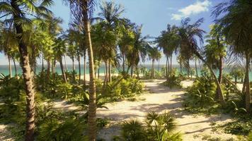 plage de palmiers sur une île paradisiaque tropicale idyllique