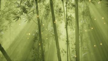 floresta de bambu asiática com clima de neblina matinal
