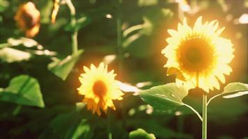 tournesol lumineux au coucher du soleil avec mise au point sélective en gros plan video