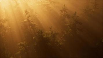 antenn solstrålar i skogen med dimma video