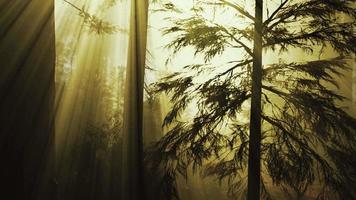 Loop Giant Sequoia Trees at summertime in Sequoia National Park, California video