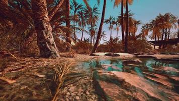 oásis verde com lagoa no deserto do saara video