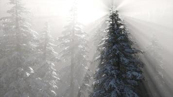 nebbia nebbiosa nella pineta sui pendii delle montagne video