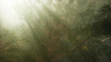 Drone breaking through the fog to show redwood and pine tree video
