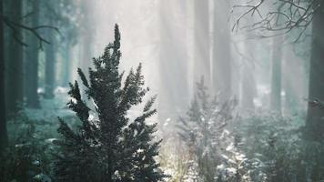 Impressive view of fog and sunlight after frost on the pine forest