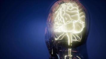 anatomia do cérebro humano video