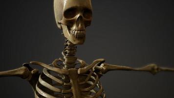 os du squelette humain video