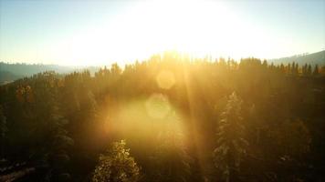 vue aérienne de la belle forêt d'automne au coucher du soleil avec des pins verts video