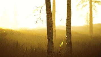 lever ou coucher du soleil dans une forêt de bouleaux avec des rayons de soleil qui brillent à travers les troncs d'arbres video