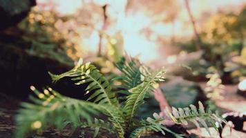 manhã de primavera nublada na floresta frondosa destacada pelos raios de sol video