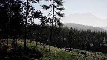 Misty mountain forest landscape in the morning video