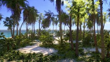 praia tropical com água turquesa de areia branca e palmeiras video