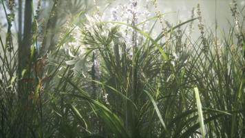 campo de flores de hierba con luz solar suave para el fondo. video