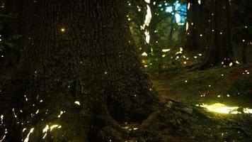 Fantasy firefly lights in the magical forest video